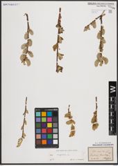 Foto von Salix caprea L.